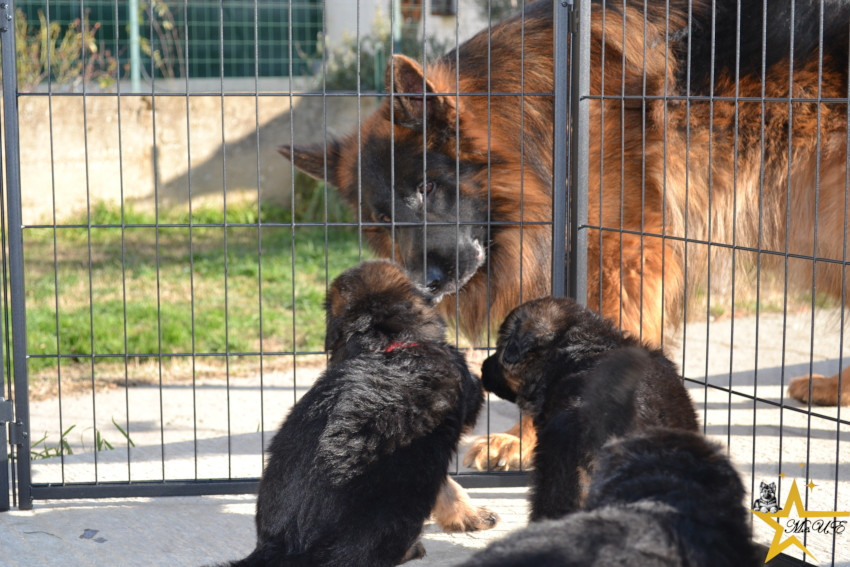 Rencontre des chiots avec les adultes