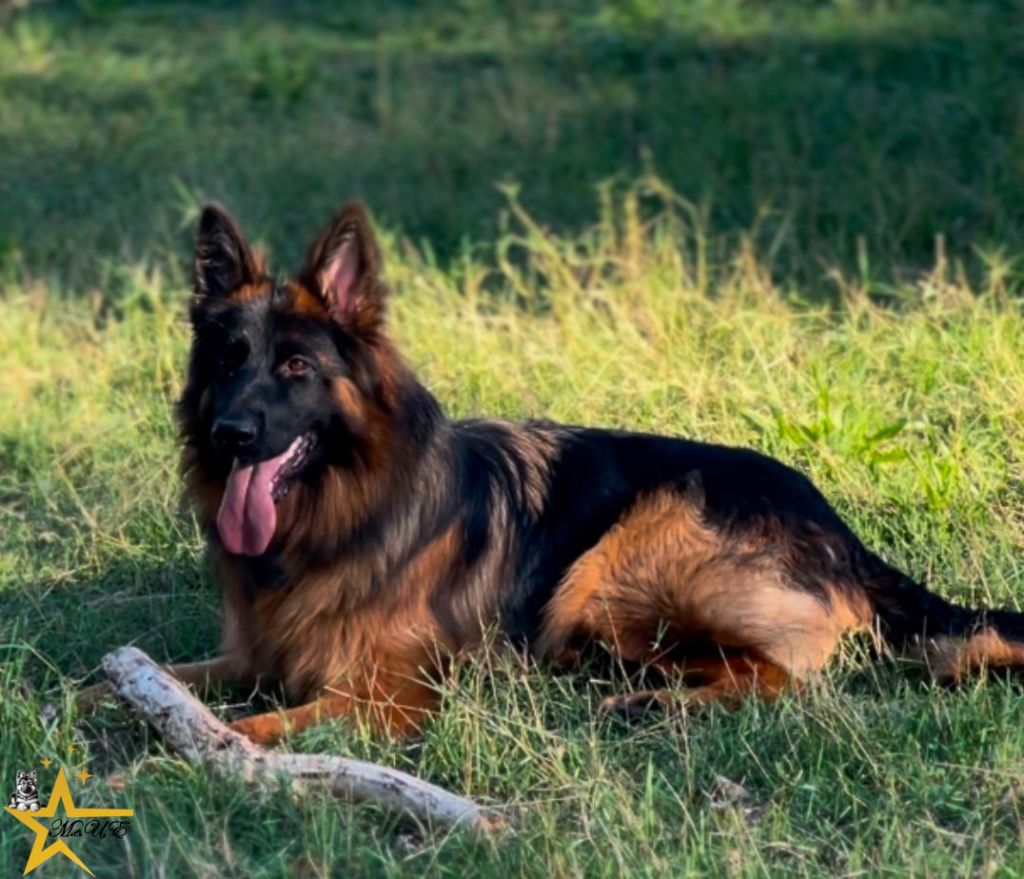 Violette Mille et Une Etoile