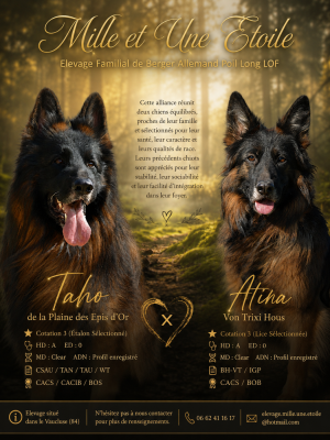 CHIOT 2